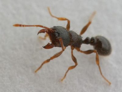 Pavement Ant Control Services