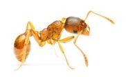 Pharaoh Ants Control Services