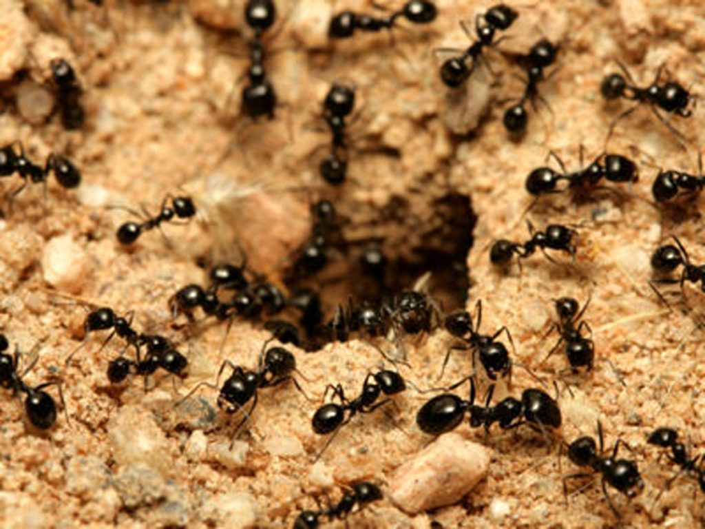 Ants Control Abbotsford – Why need a professional?
