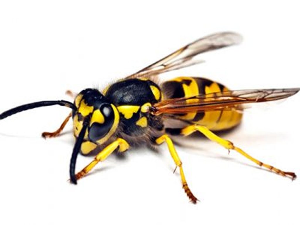Best Professional Wasp Control Services
