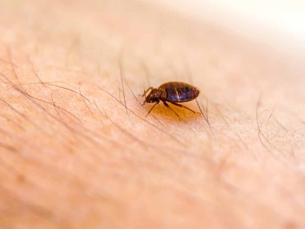 Bed Bug Problem in Langley