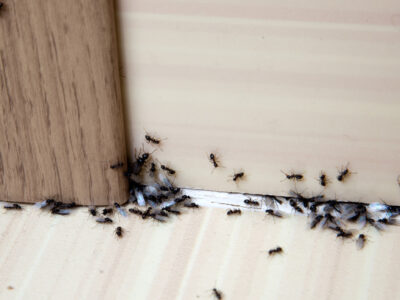 Ant Control Surrey
