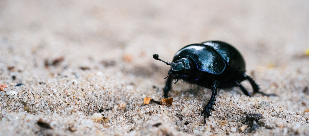 Carpet Beetles Control Surrey Say Goodbye To Beetle